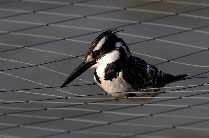 Bonte IJsvogel 1.jpg